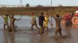 مسابقات شالیبال یا والیبال در شالیزار در آمل