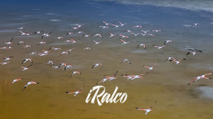 پرنده‌ها کوچ می‌کنند و فوتبال، فرهنگ‌ها و اقلیم‌ها را به‌هم می‌رساند