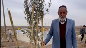 اولین درخت کاشته شده در مزار زنده یاد صابر کاظمی
