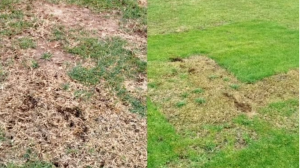 وضعیت فاجعه بار چمن استادیوم تختی!